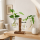 Glass Bulb Vase with Wood Stand – Hydroponic Propagation Planter Desk Decor